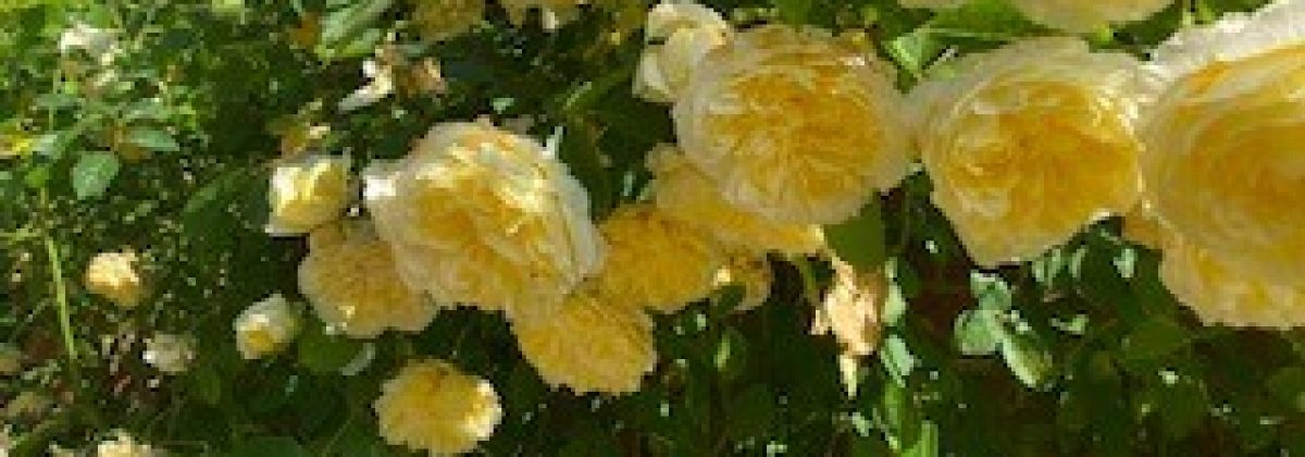 Puddleduck's Adventures is a blog about Art, travel, being creative, books, and my garden